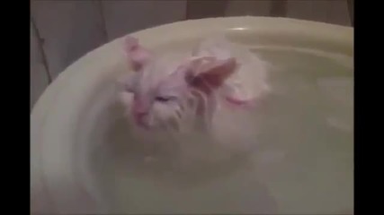 Котка се къпе в леген