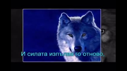 вълк 