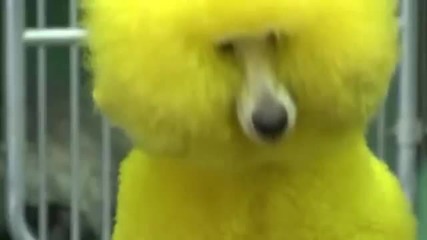 Колоритни кучета, които изглеждат като Мардж, Барт и Лиса Симпсън