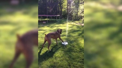 Вижте това куче какво прави, когато му се пие вода!