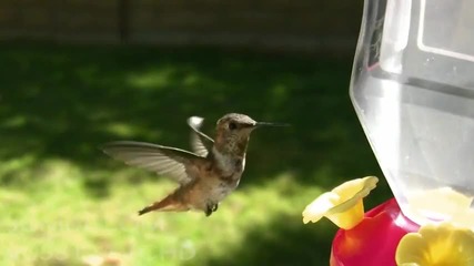 V05812 Allens Hummingbird freeze - frame effect 720p Hd 