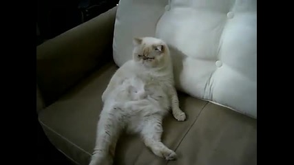 Сладко котка седи на дивана