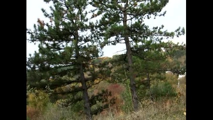 dvata bora - Rumen Markov