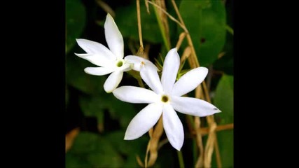 Leo Delibes - The Flower Duet ( Lakme)