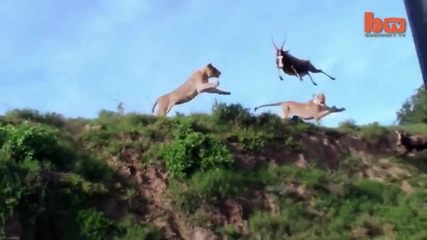 Лъвица хваща антилопа във въздушна атака
