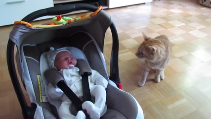 cat meets baby first time