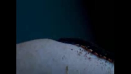 Bbc - "first Life" (2010) with David Attenborough - Part 2