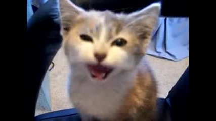 Kitten talk