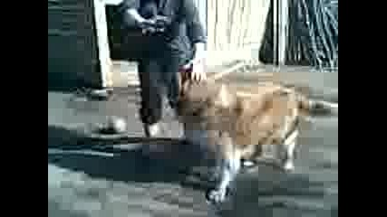 Tomi