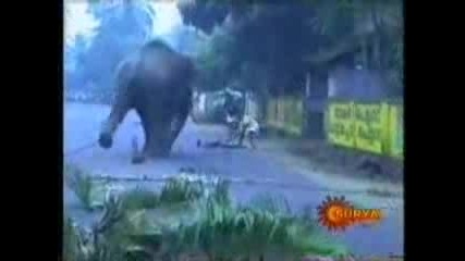Уникално!!!слон напада човек!!! 