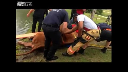 Шериф спасява бик от удавяне