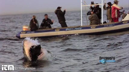 Страховита Бяла Акула атакува тюлени ! Опасно близо !