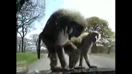 Много луди маймуни правят** на капака на движещ се автомобил (смях)