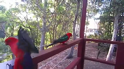 Австралийски кралски папагали