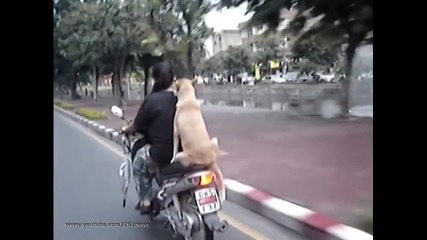 Kуче се вози на мотор със стопaнката си