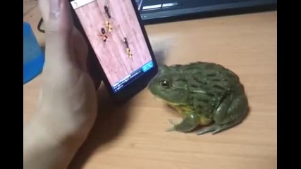 Pacman Frog catch some touch screen bugs