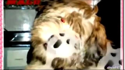 Визуализация на Хелоуин, Хелоуин- Un Adelanto De Halloween , Noche De Brujas Con Mi Perrita Malu