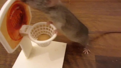 Много умни мишки