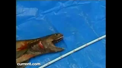 Странно морско животно