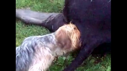Куче срещу крава 