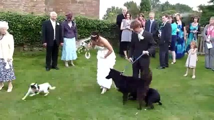 Куче Препикава Булка На Сватбената И Рокля ! - Смях 
