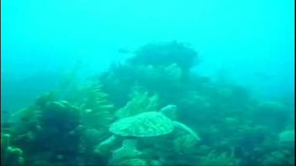  Roatan Scuba Diving... 