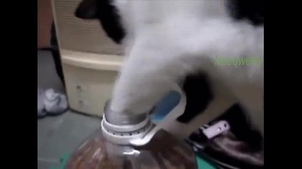 Смях! Тази котка изби рибата. :)