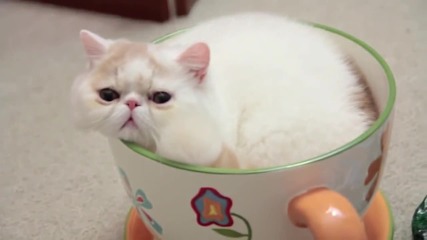 Много сладко чаената котка :)
