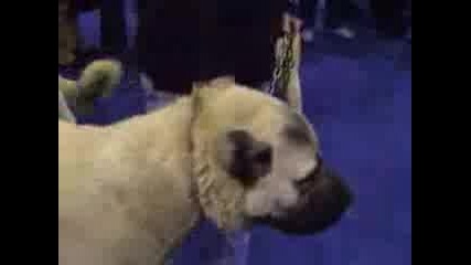 What Does Kangal Look Like?