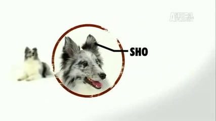 Dogs 101 - Shetland Sheepdog