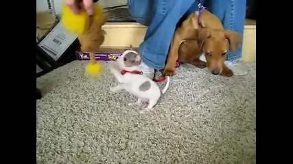 Tiny Chihuahua Puppy Playing