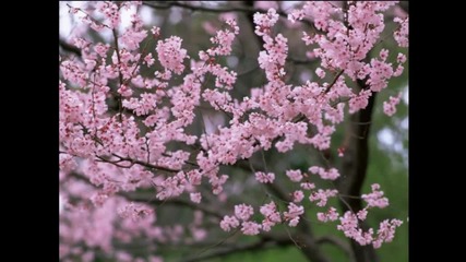 The smile of spring! ... ... (music Victor Huynh) ... ...