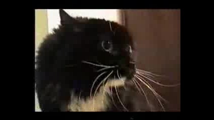 Смях котки говорят 