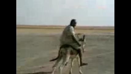 как се язди магаре 