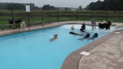 Вижте как кучета умело плуват в басейн!