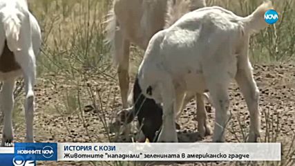 Повече от 100 кози се появиха изненадващо в американския град Бойзи
