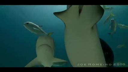 Водолаз в аквариум пълен с акули 