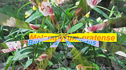 My plants- Part 5