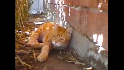 Котка се ядосва, че я будят докато спи Смях!