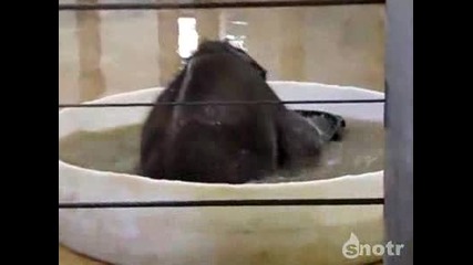 Малко слонче се къпе 