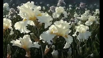 Collin Bogle - цветя 