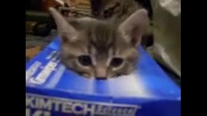 Коте и неговата кутия