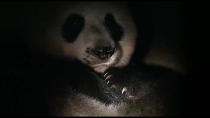 Голямата панда и нейното едноседмично бебе