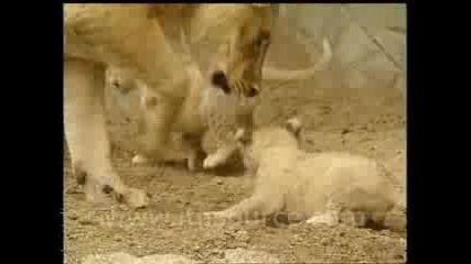 Лъв роди малки бебенца ! 