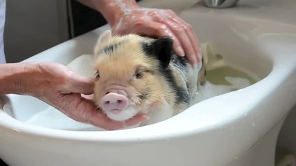 Прасенце обича да го къпят