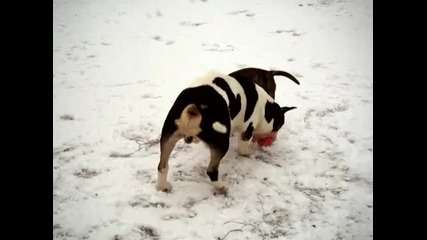 Bullterrier and Miniature Bullterrier puppy playing outside