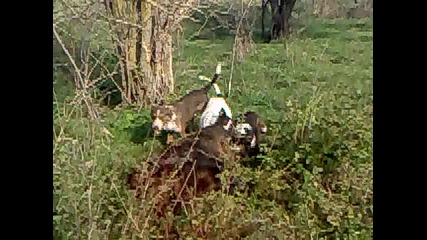 lov v karakuz