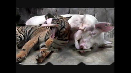 William Coorg...world s Biggest Pig