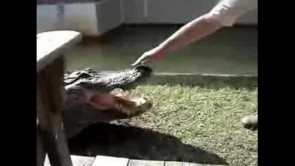 crocodile attack (animal attacks)