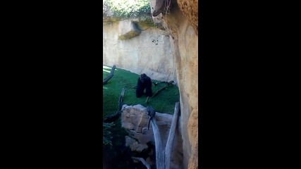 Как хранят горила